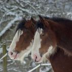 Tom und Angus
