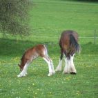 Beine zu lang (Angus)