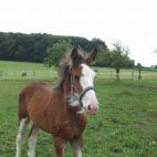 kleiner Mann (Angus)